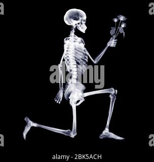 Skeleton proposing, X-ray. Stock Photo