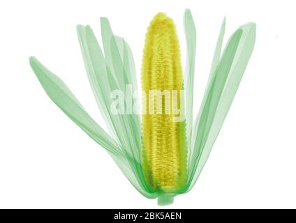Corn on the cob, coloured X-ray. Stock Photo