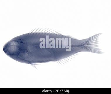 Red snapper, X-ray. Stock Photo
