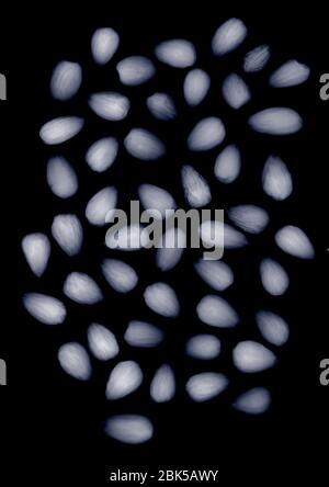 Group of walnuts, X-ray. Stock Photo