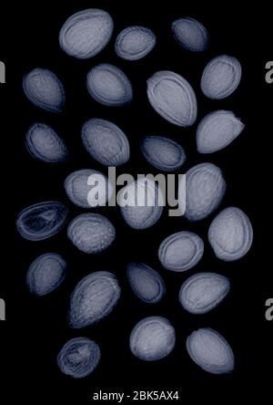 Walnuts, X-ray. Stock Photo