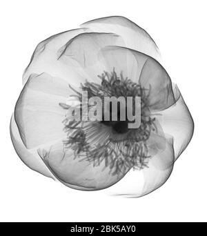 Peony (Paeonia sp.), X-ray. Stock Photo