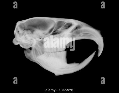 Muskrat skull from side, X-ray. Stock Photo