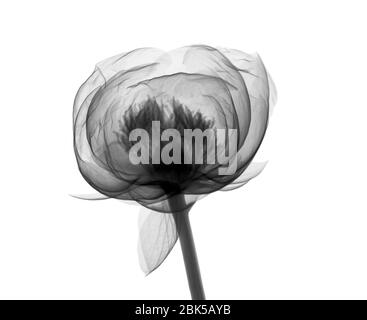 Peony (Paeonia sp.), X-ray. Stock Photo