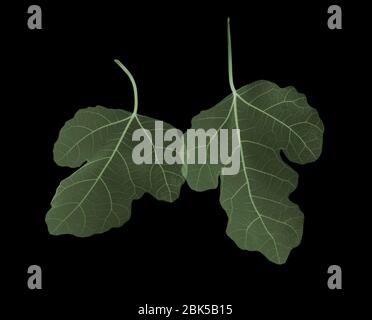 Two green fig (Ficus carica) leaves overlapping, coloured X-ray. Stock Photo