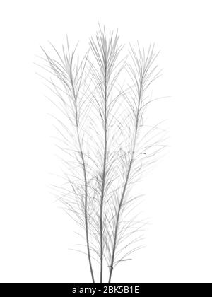 Curry plant (Helichrysum italicum), X-ray. Stock Photo