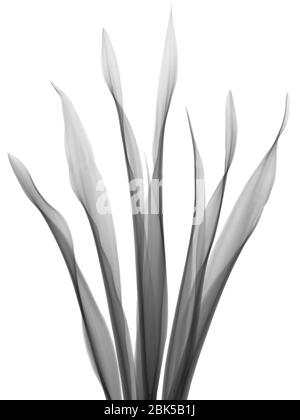 Mother in law's tongue (Sansevieria trifasciata), X-ray. Stock Photo