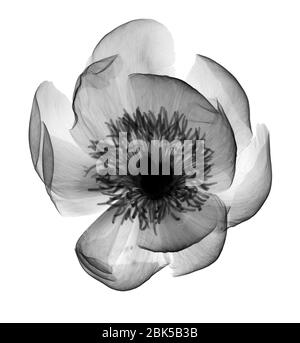 Peony (Paeonia sp.), X-ray. Stock Photo