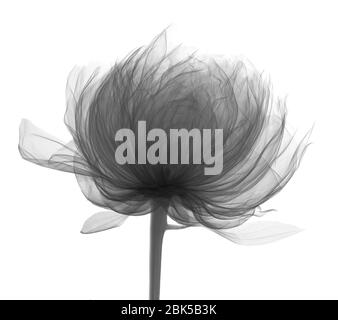 Peony head (Paeonia sp.), X-ray. Stock Photo