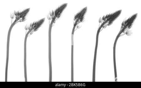 Star of Bethlehem (Ornithogalum umbellatum), X-ray. Stock Photo