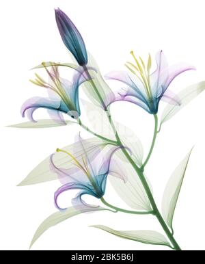 Oriental stargazer lily (Lilium sp.), coloured X-ray.