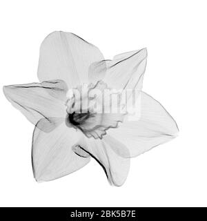 Daffodil (Narcissus sp.), X-ray. Stock Photo