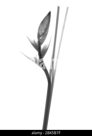 Bird of paradise (Strelitzia sp.), X-ray. Stock Photo