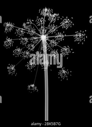 Cow parsley (Anthriscus sylvestris), X-ray. Stock Photo