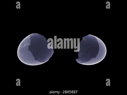 Broken egg shell, X-ray. Stock Photo