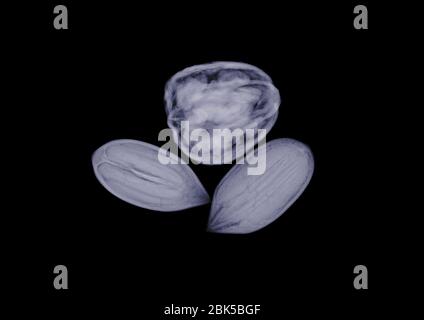 Assorted nuts, X-ray. Stock Photo