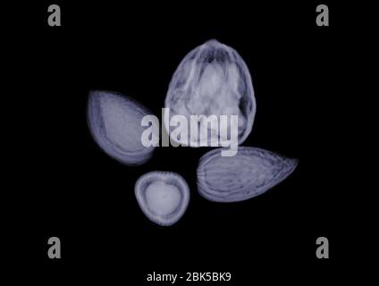 Assorted nuts, X-ray. Stock Photo