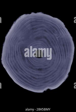 Tree trunk cross section, X-ray. Stock Photo