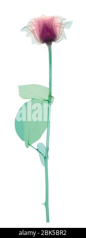 Rose with a long stem and three leaves, coloured X-ray. Stock Photo
