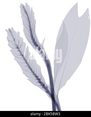 Two different types of leaves, X-ray. Stock Photo