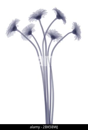 Six daisies, X-ray. Stock Photo