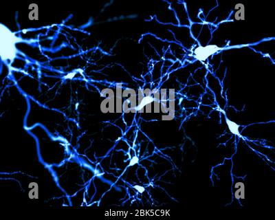 Pyramidal neurons. Illustration of pyramidal nerve cells from the ...