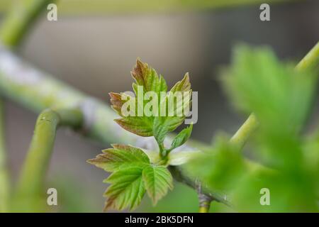 Boxelder Maple Leaves Sprouting in Springtime Stock Photo
