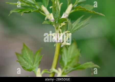 Boxelder Maple Leaves Sprouting in Springtime Stock Photo