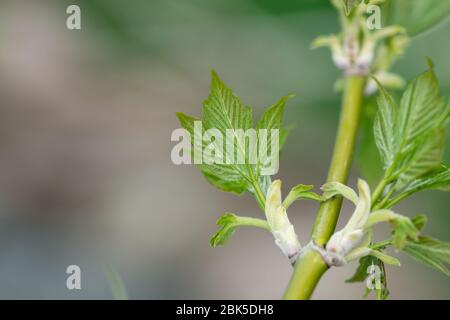 Boxelder Maple Leaves Sprouting in Springtime Stock Photo