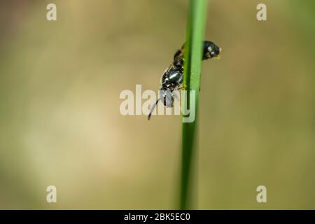 Small Carpenter Bee on Leaf in Springtime Stock Photo
