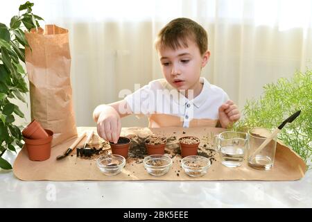 The boy in the light rays from the window plants the seeds of plants in pot.  Stock Photo