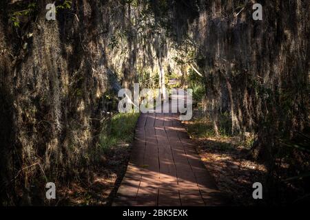 Boardwalk Snakes Through Thick Swamp in New Orleans bayou Stock Photo