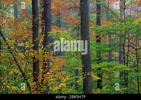 Forest, Allegheny National Forest, Pennsylvania Stock Photo