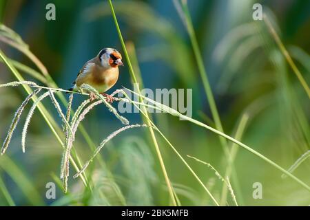 Goldfinch perched on a grass blade eating seeds Stock Photo