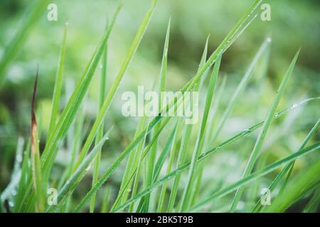rain water on a green leaf macro. Drops of dew in the morning glow in the sunrise Stock Photo