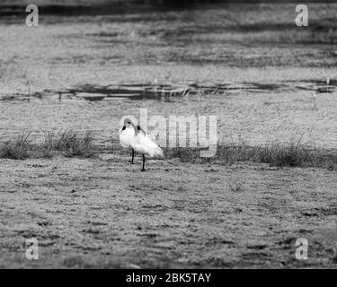 Black headed ibis birds near water in a park Stock Photo