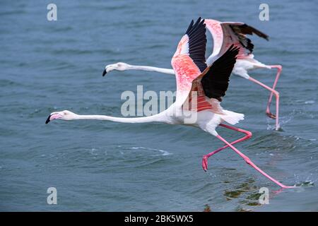 Ras Al Khor Wildlife Sanctuary in Dubai, United Arab Emirates Stock Photo