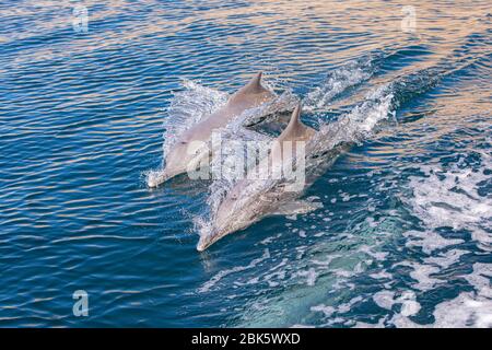 Humpback dolphins in Fjords of Arabia, Musandam Peninsula near Khasab, Oman Stock Photo