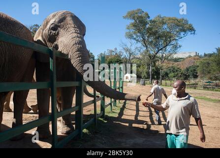 Johannesburg, South Africa. 1st May, 2020. A staff member feeds an elephant at the Johannesburg Zoo in Johannesburg, South Africa, on May 1, 2020. The zoo has been closed since March 26 due to the COVID-19 pandemic. Credit: Shiraaz Mohamed/Xinhua/Alamy Live News Stock Photo