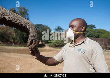 Johannesburg, South Africa. 1st May, 2020. A staff member plays with an elephant at the Johannesburg Zoo in Johannesburg, South Africa, on May 1, 2020. The zoo has been closed since March 26 due to the COVID-19 pandemic. Credit: Shiraaz Mohamed/Xinhua/Alamy Live News Stock Photo