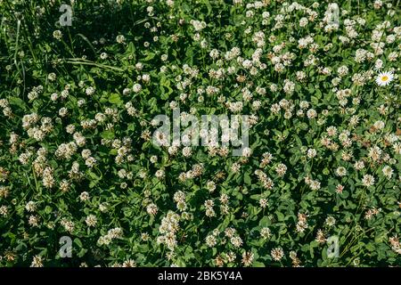 bumblebee sits on a white flower clover Trifolium pratense. Top view Stock Photo