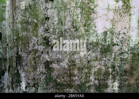 Green moss on concrete moisture wall, in rainy season grunge texture, background Stock Photo