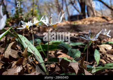 Close up view of delicate white trout lily wildflowers (erythronium albidum) blooming in a protected woodland ravine setting Stock Photo