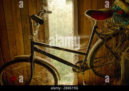 Old forgotten bicycle covered in cobwebs in the background of a shed window Stock Photo