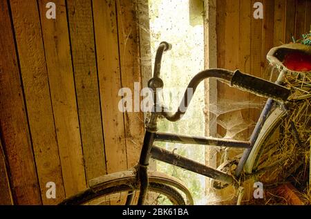 Retro bicycle is covered in cobwebs in the background of a shed window Stock Photo