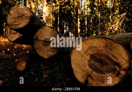 Cutted trees in a forest, trunk Stock Photo