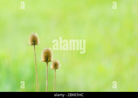 photo of dry velcro on field with green background Stock Photo