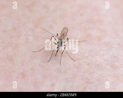 Close up on mosquito on human skin biting Stock Photo