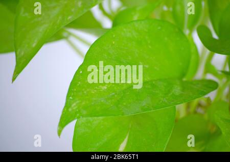 Golden pothos. Epipremnum aureum on white background in the living room home and garden. Stock Photo