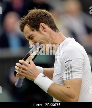 Wimbledon, 2014, London, UK. Andy Murray bites his racket during the Men Singles 4th round, Andy Murray (GB) v Kevin Anderson (RSA) Centre Court. Stock Photo